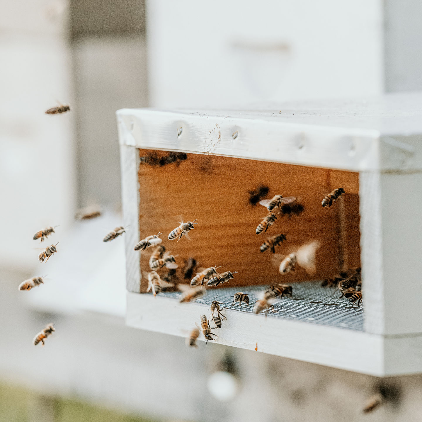 Southall bees